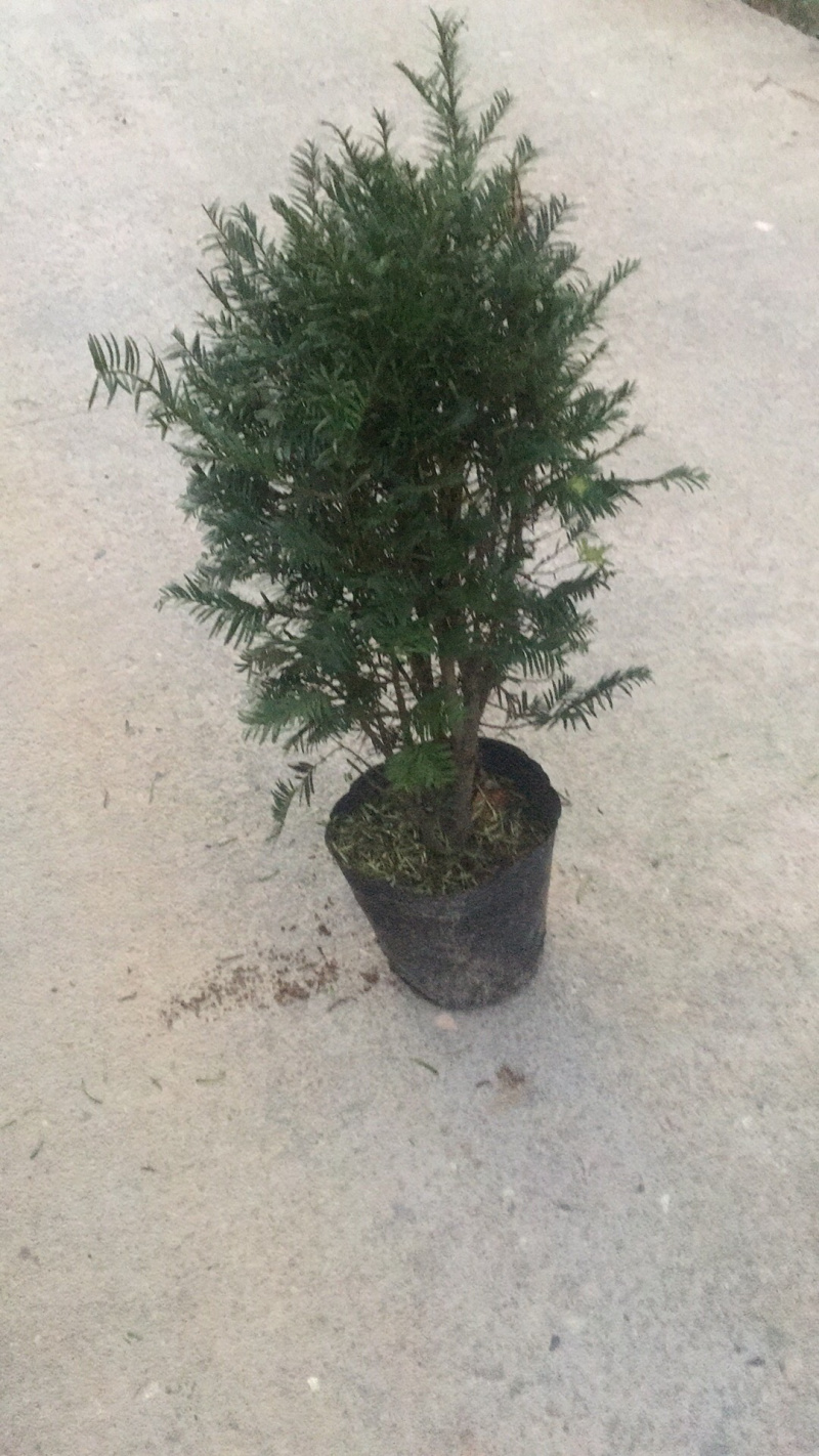 南方红豆杉苗30~40cm