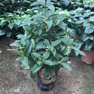 桂花树2cm以下0.5米以下1米以下