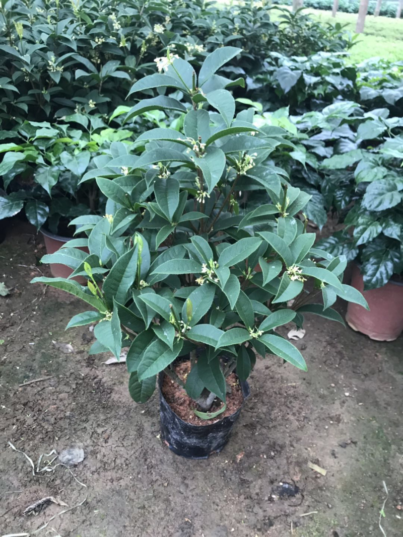 桂花树2cm以下0.5米以下1米以下
