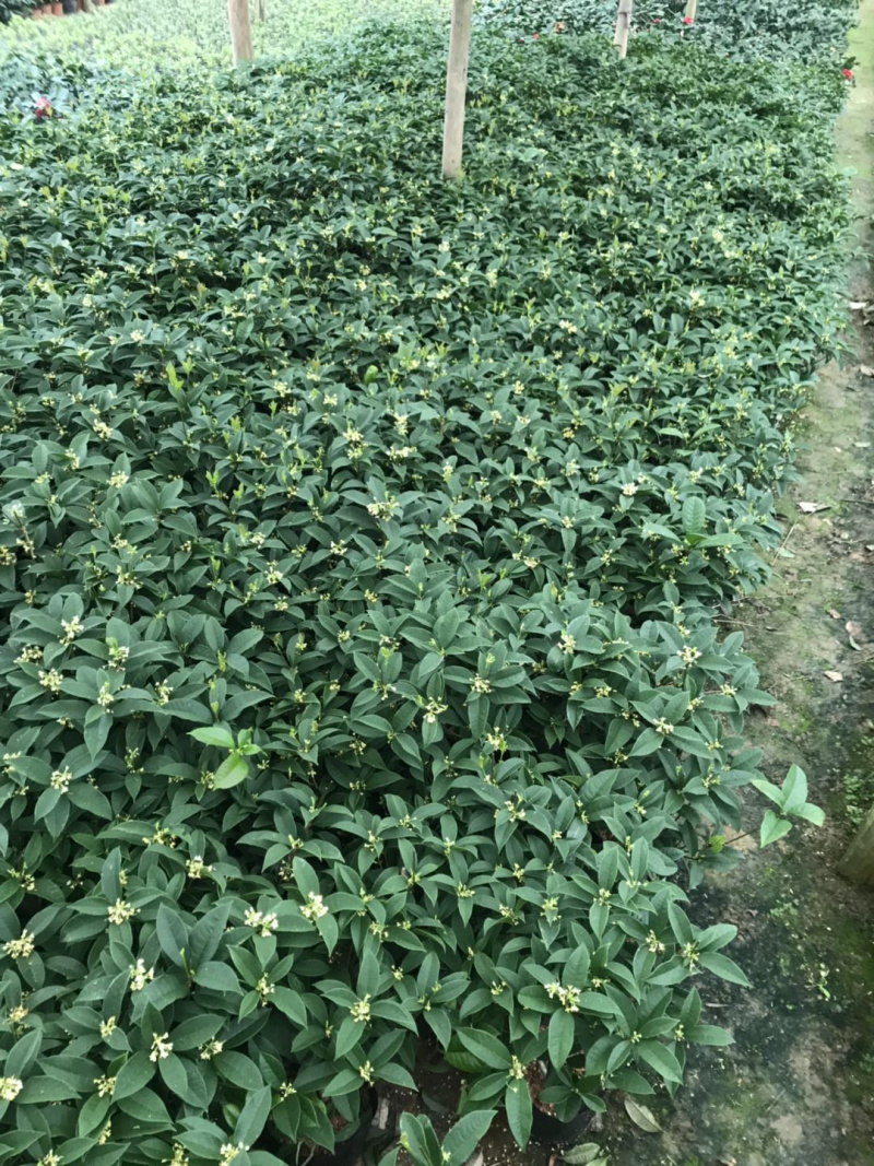 桂花树2cm以下0.5米以下1米以下