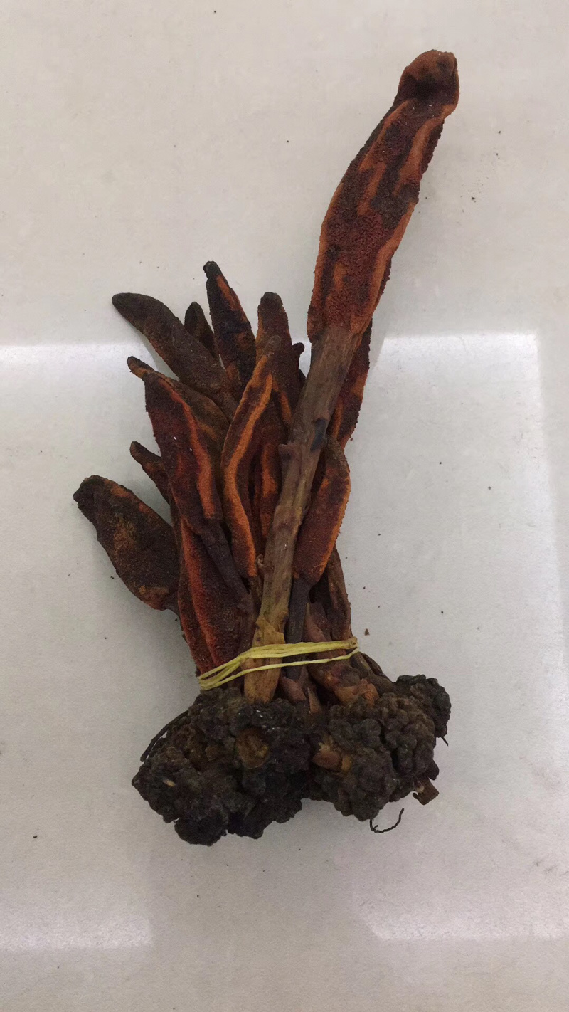 回春草野生云南顶天柱男性滋补泡酒煲汤泡茶