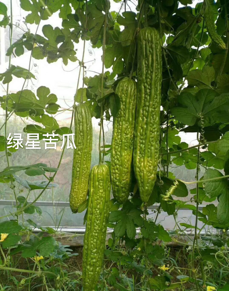 绿星f1和绿星2号杂交苦瓜苗