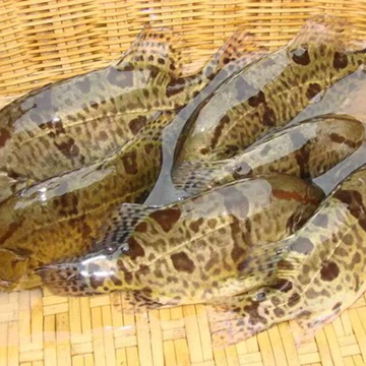 桂花鱼苗大量上市销售