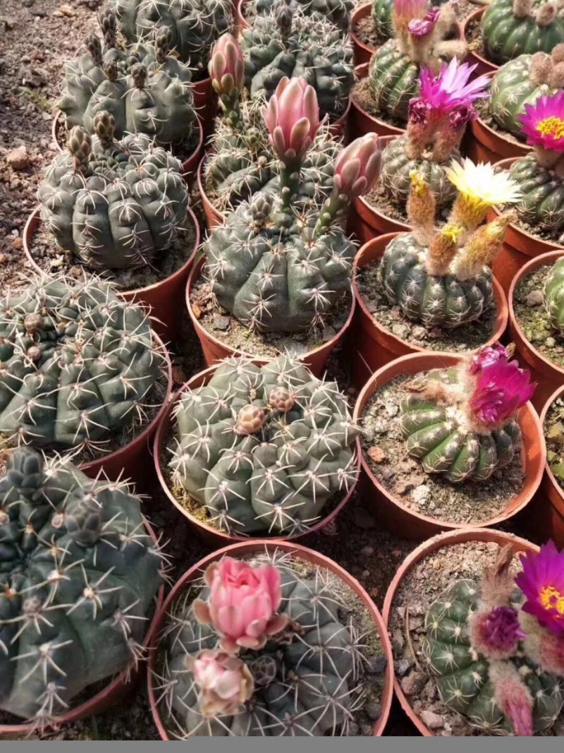 自家大棚实生仙人球。菲花玉