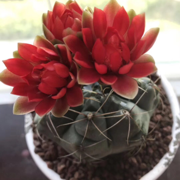自家大棚实生仙人球。菲花玉