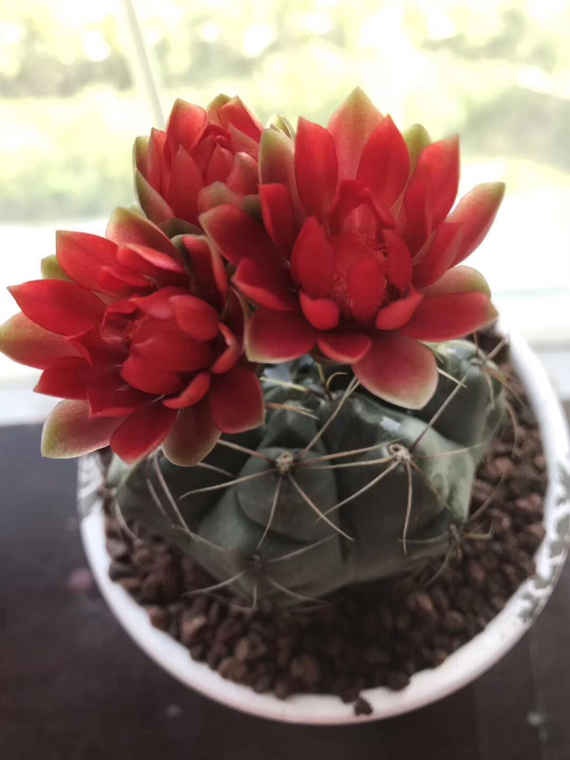 自家大棚实生仙人球。菲花玉