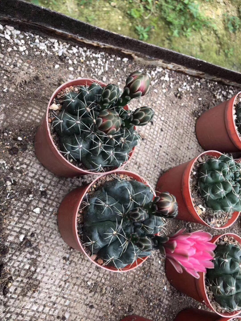自家大棚实生仙人球。菲花玉