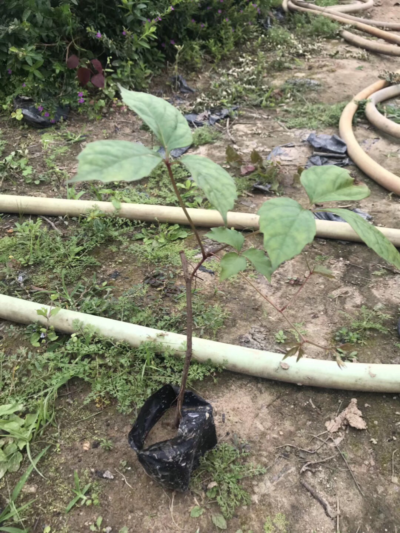爬山虎