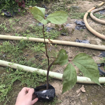 爬山虎