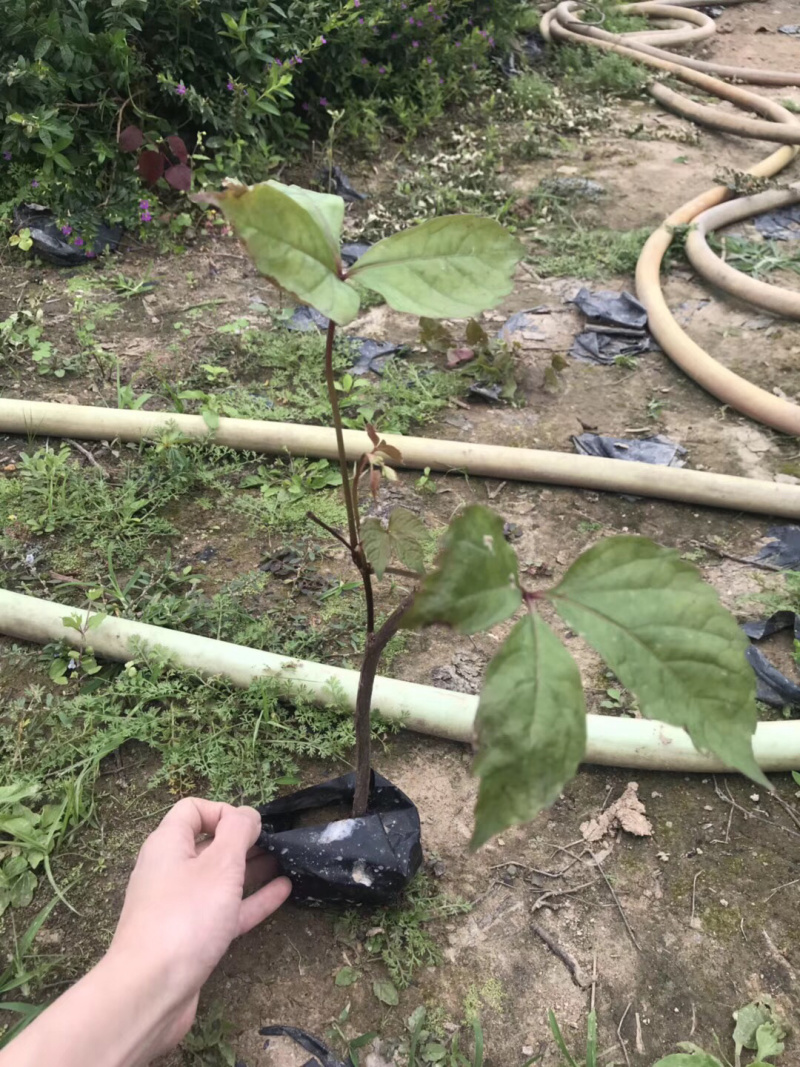 爬山虎