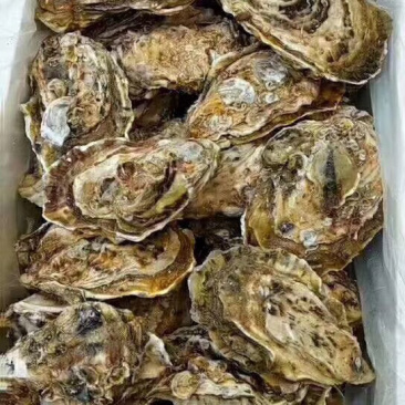 生蚝大规格，单体八两以上生蚝，最大3斤一斤