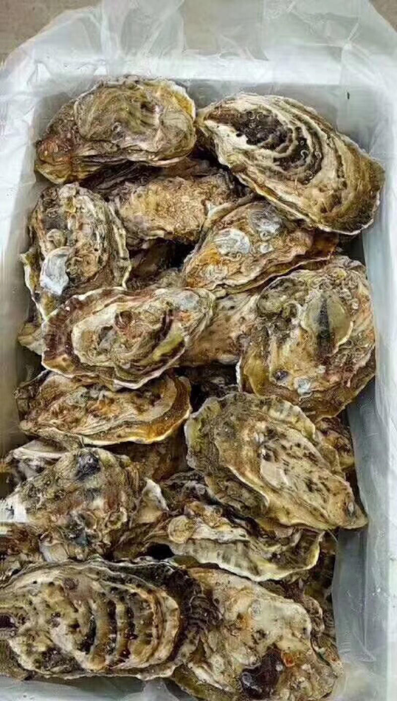 生蚝大规格，单体八两以上生蚝，最大3斤一斤