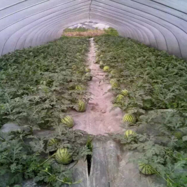 本人大量种植8424玉脆西瓜，己熟，第一荏9斤打底，