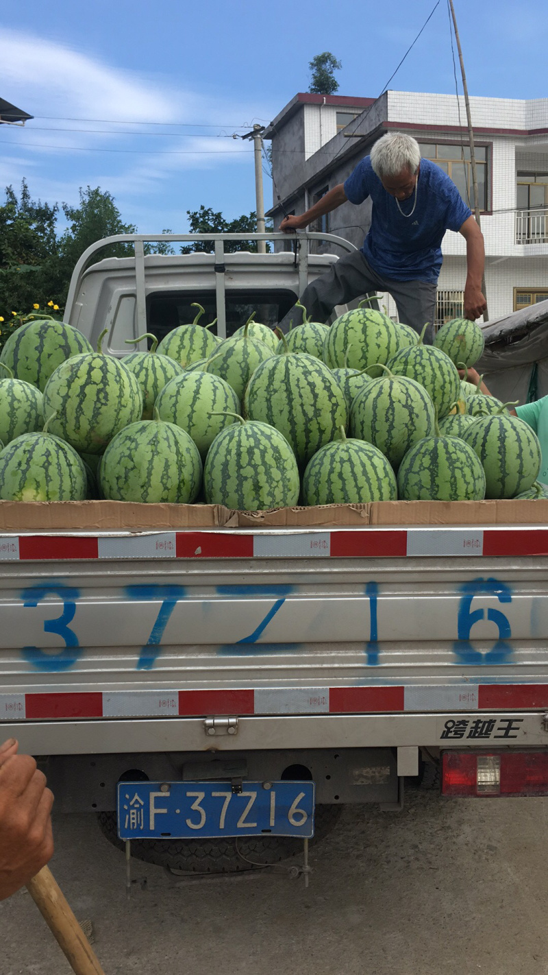 本人大量种植8424玉脆西瓜，己熟，第一荏9斤打底，