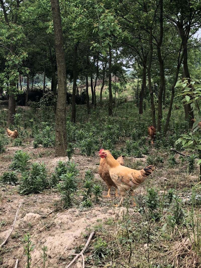 二界岭正宗散养土鸡