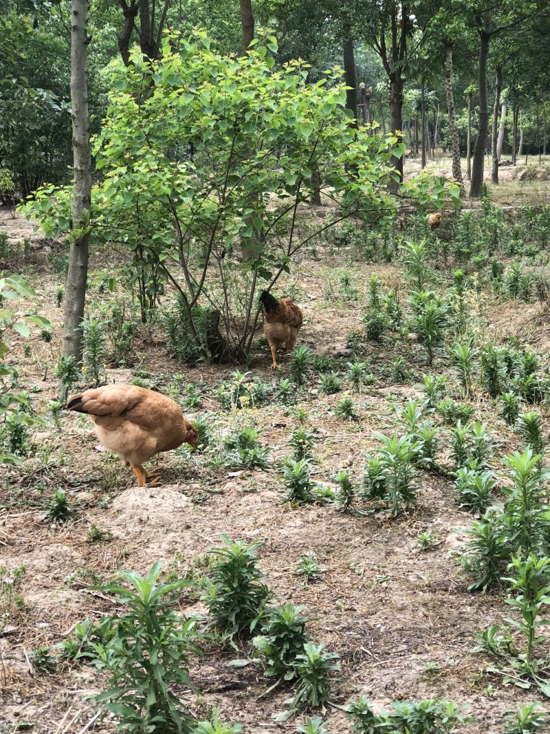 二界岭正宗散养土鸡