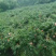 炎陵高山黄桃