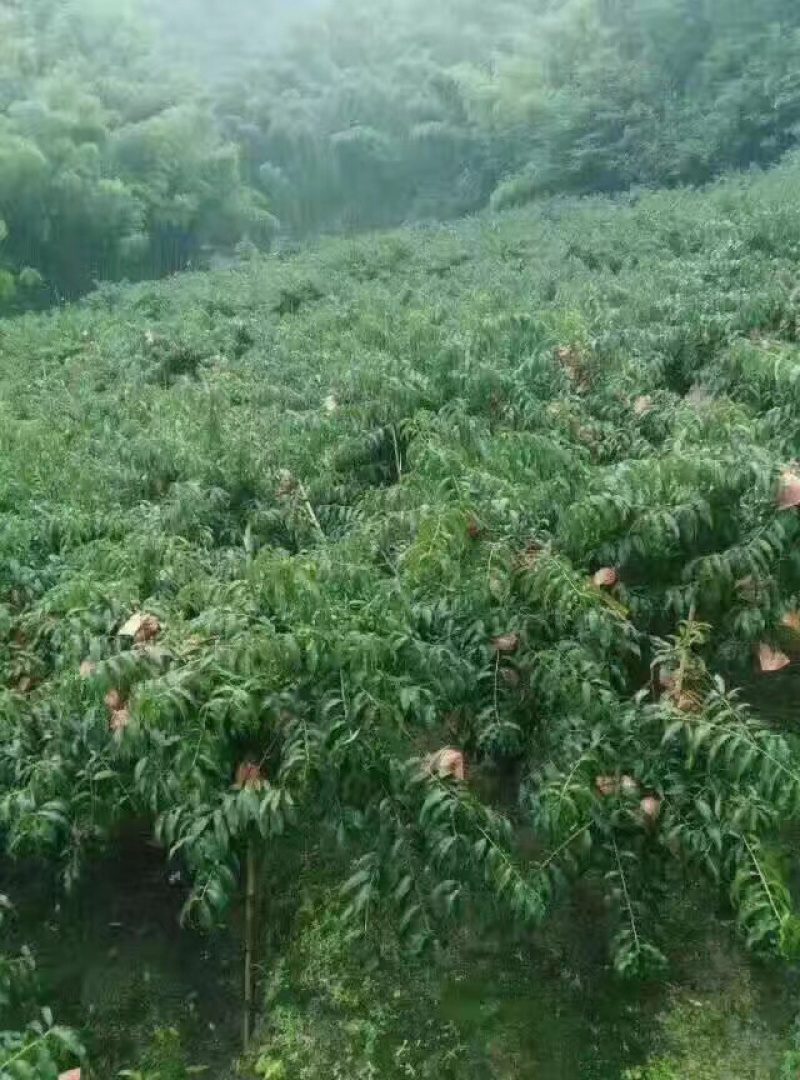 炎陵高山黄桃