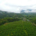 炎陵高山黄桃