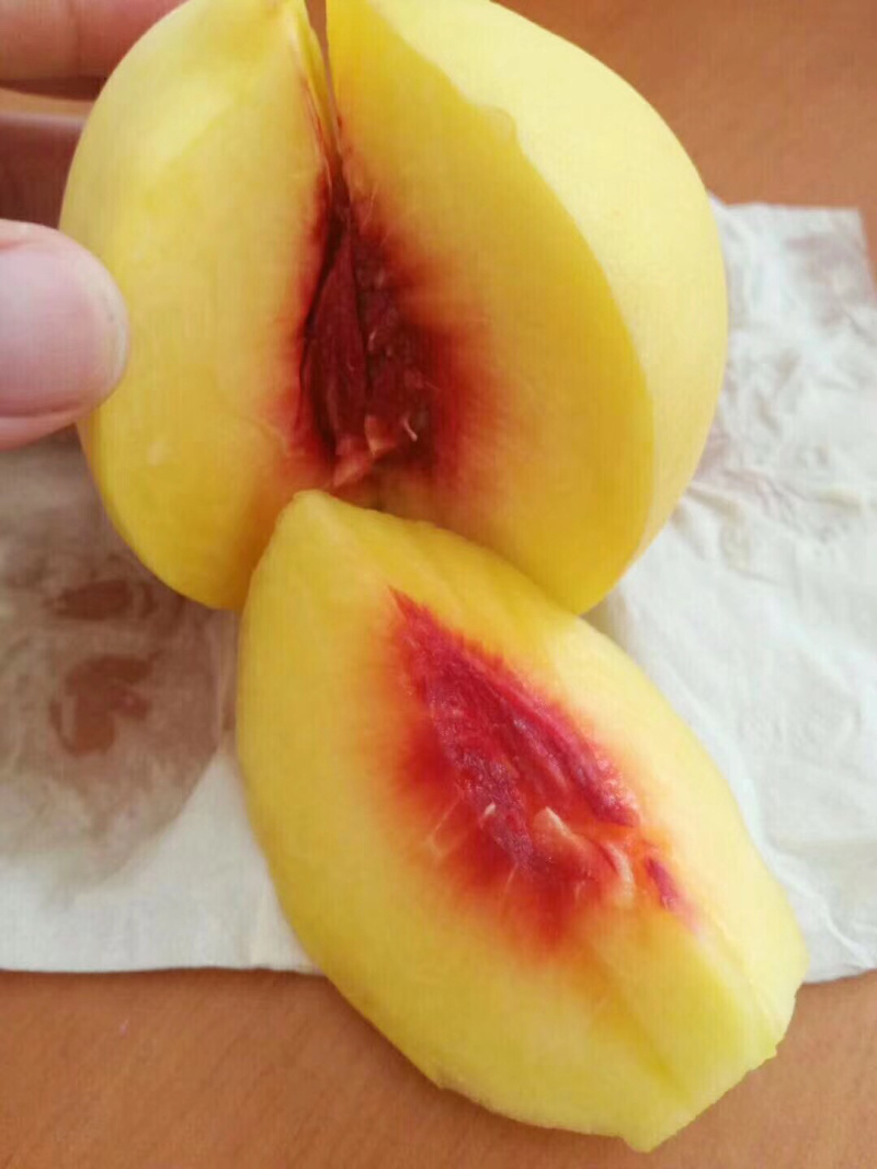 炎陵高山黄桃