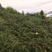 炎陵高山黄桃
