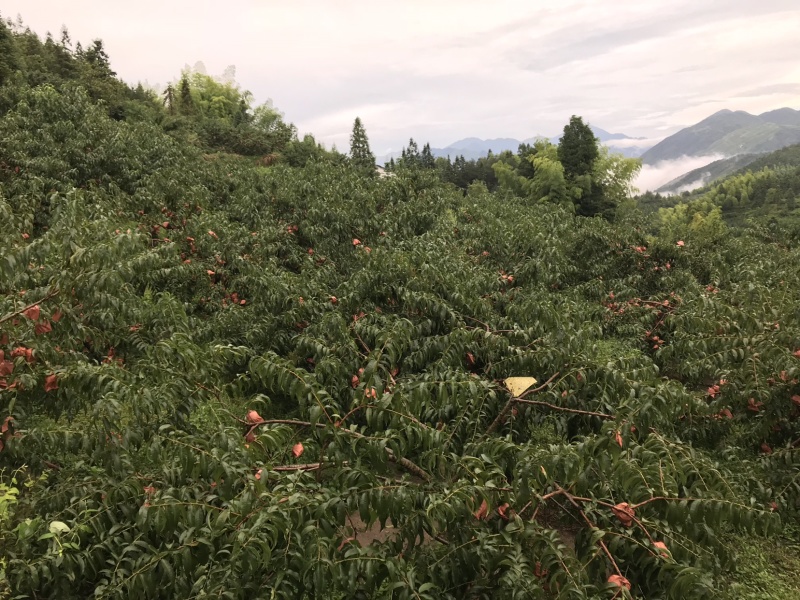 炎陵高山黄桃