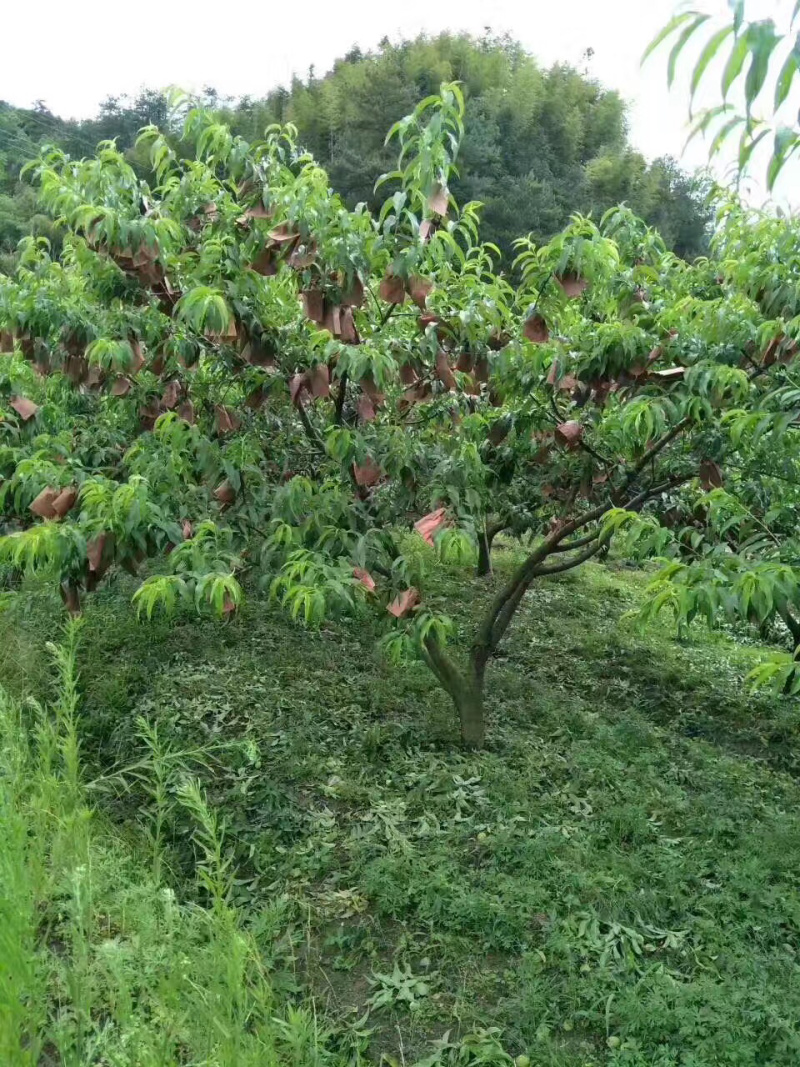 炎陵高山黄桃