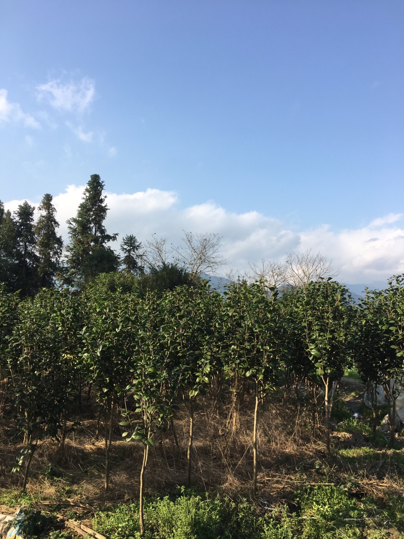 七星茶花，山茶花，高杆茶花