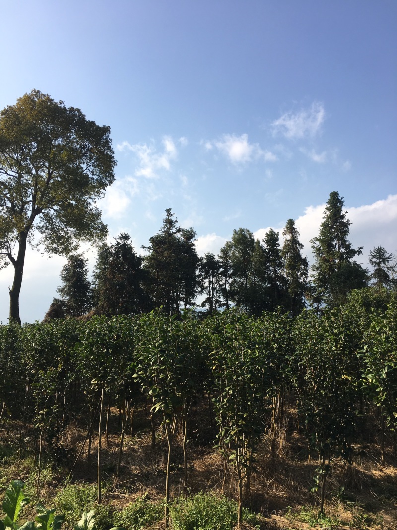 七星茶花，山茶花，高杆茶花