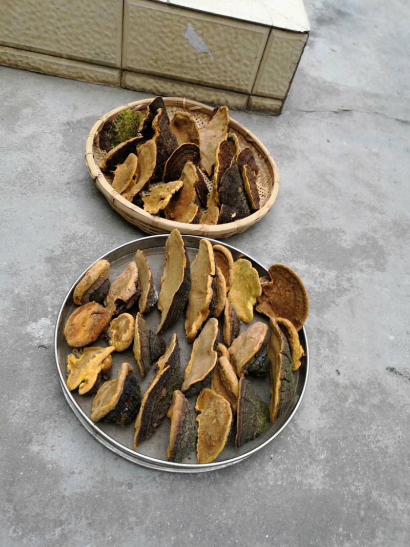 保证西藏正品，金边桑树桑黄，桑黄，全干新货。