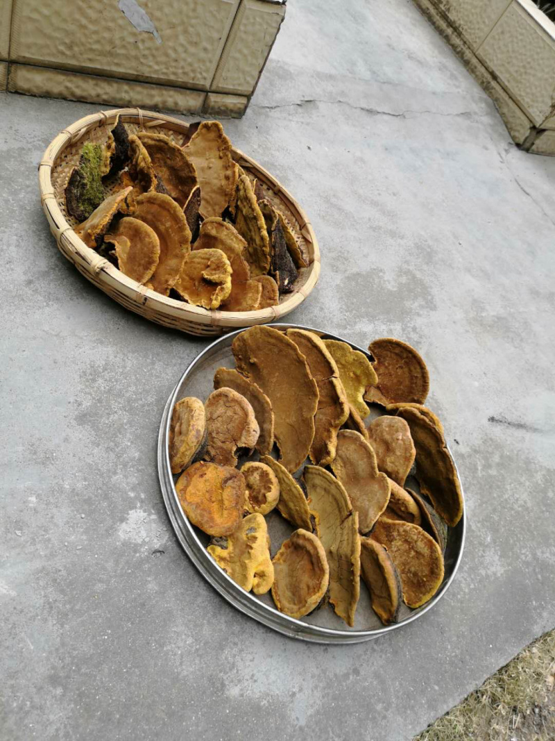 保证西藏正品，金边桑树桑黄，桑黄，全干新货。