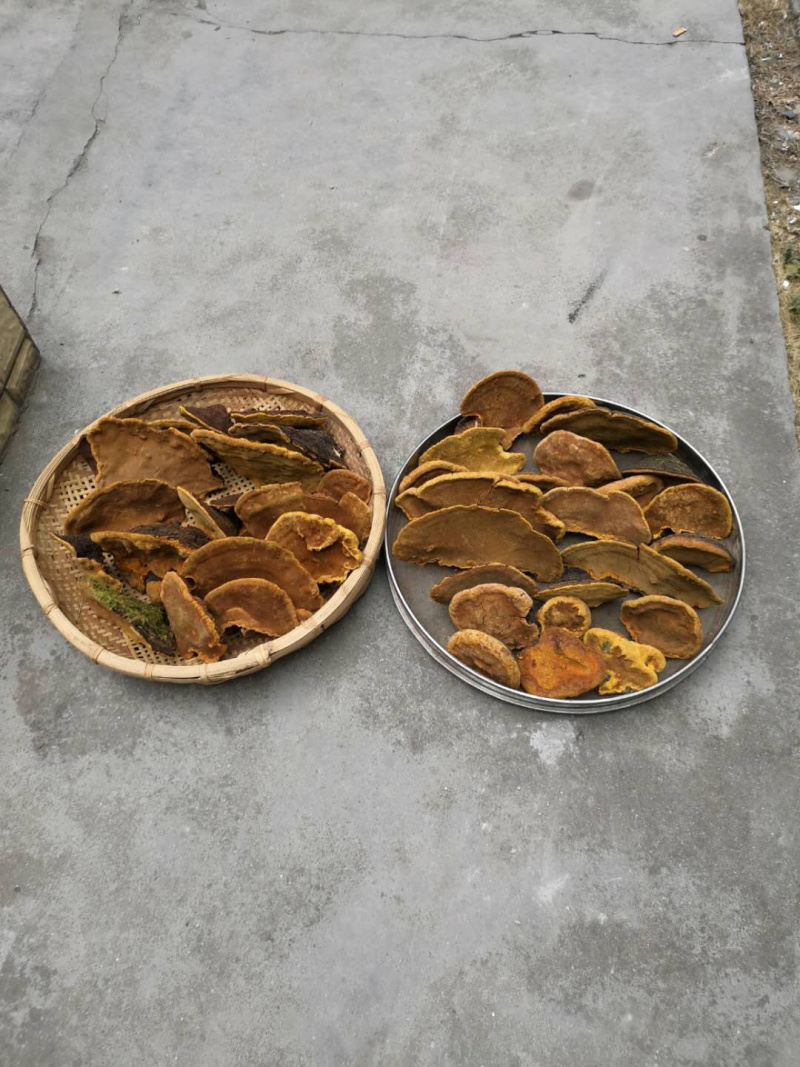 保证西藏正品，金边桑树桑黄，桑黄，全干新货。