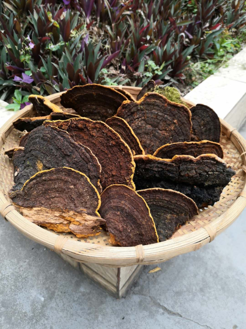保证西藏正品，金边桑树桑黄，桑黄，全干新货。