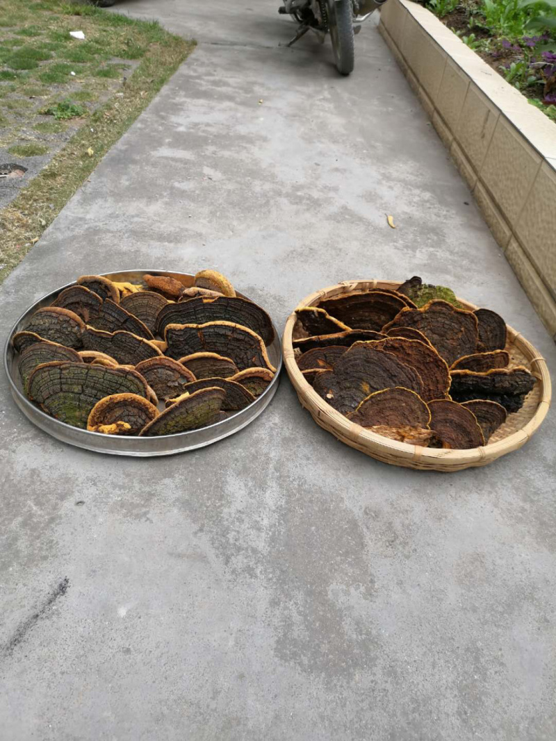 保证西藏正品，金边桑树桑黄，桑黄，全干新货。