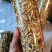 金钗石斛干片，（正品云金），纯野生新货。