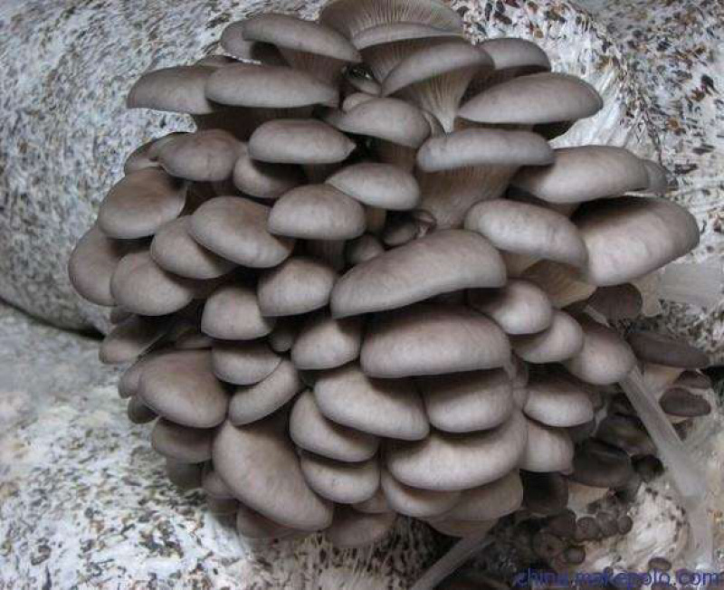 塔城优质灰平菇