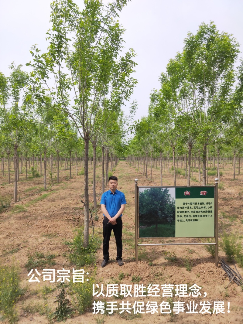 中国白蜡之乡，欢迎新老客户前来实地考察！