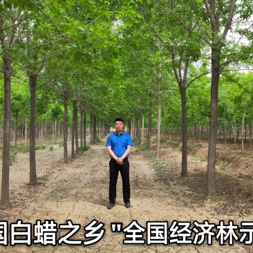中国白蜡之乡，欢迎新老客户前来实地考察！