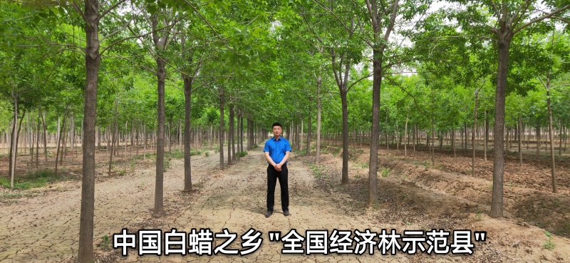 中国白蜡之乡，欢迎新老客户前来实地考察！