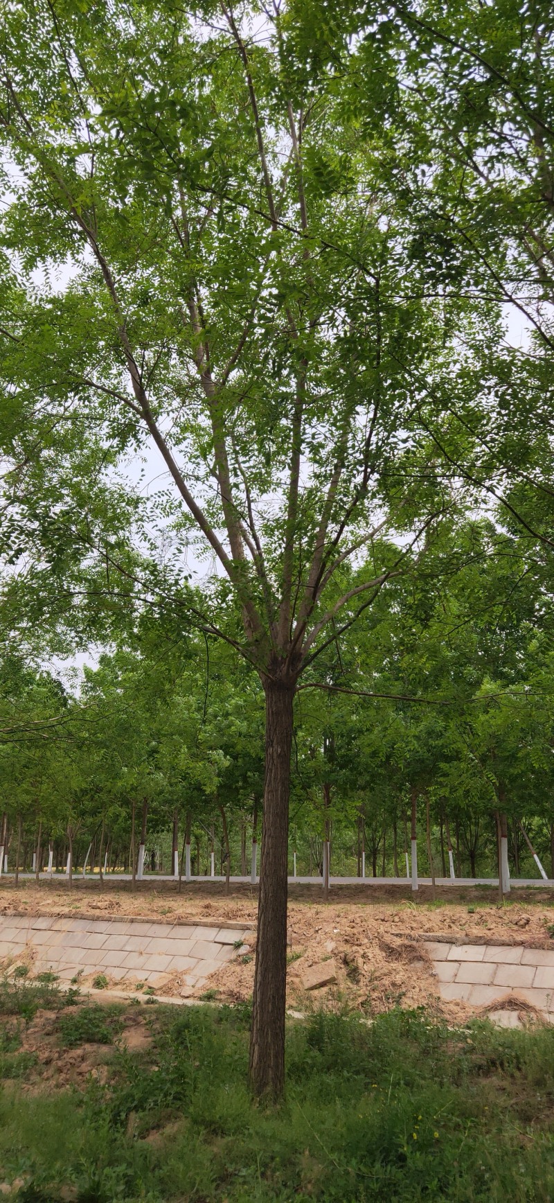国槐18~20cm20cm以上3米以上