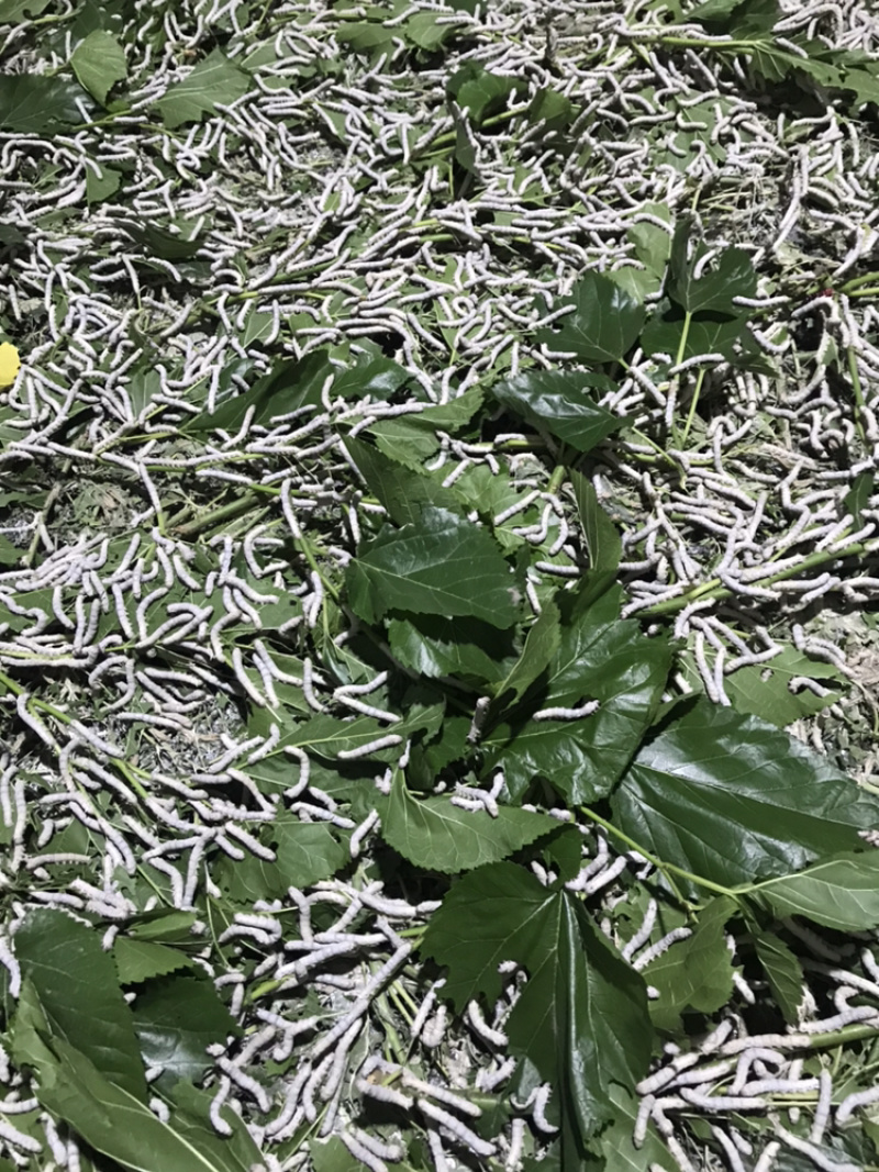 海宁嫁接苗农桑14.强桑1号养蚕大叶苗包技术包售后