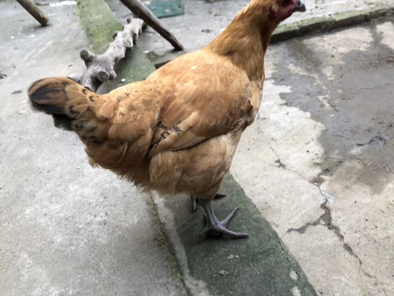 粮食鸡土鸡