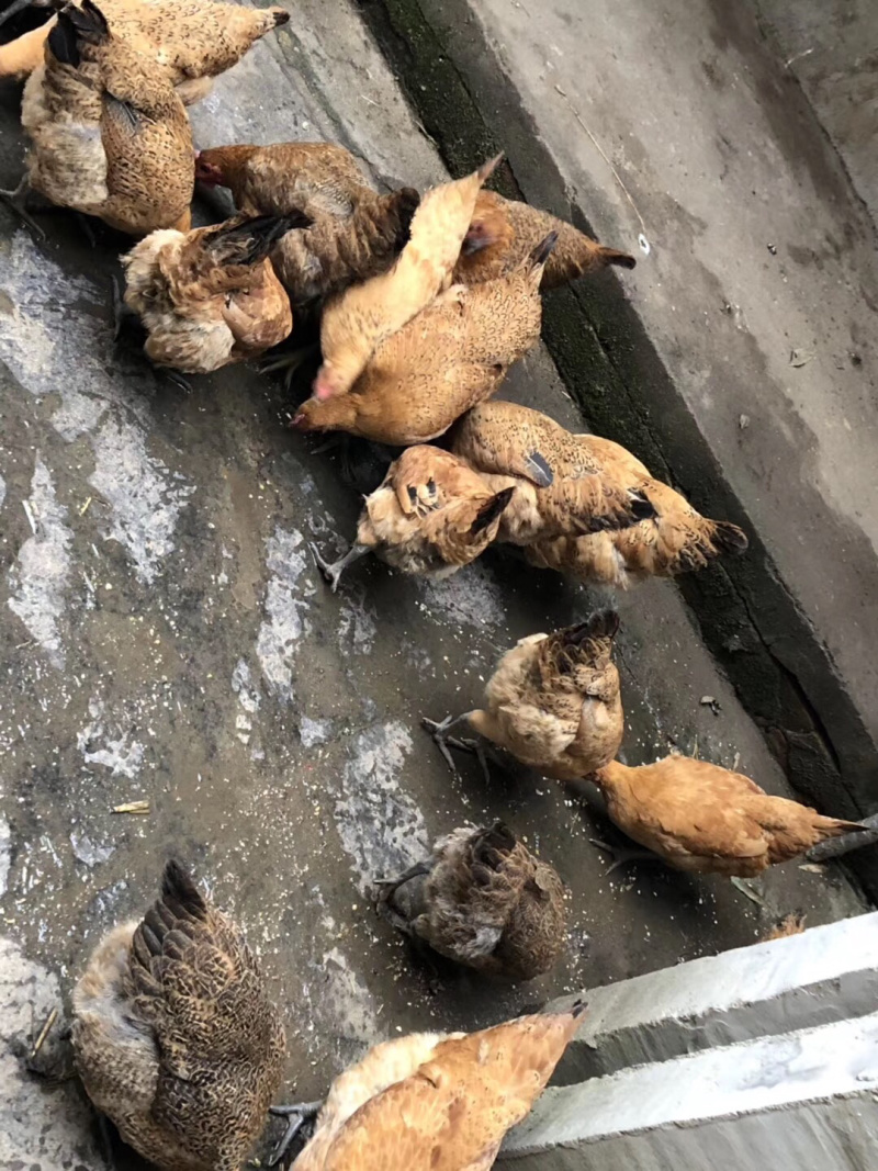 粮食鸡土鸡