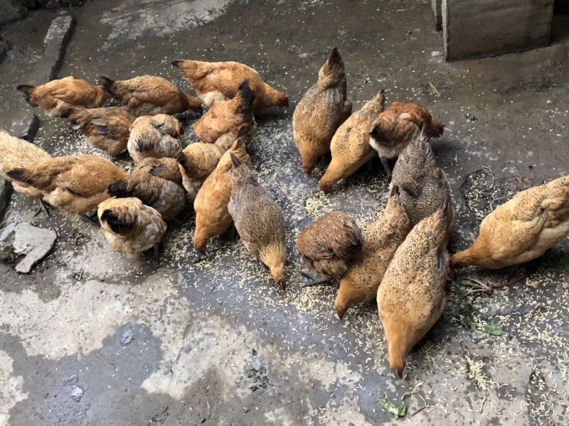 粮食鸡土鸡