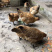 粮食鸡土鸡