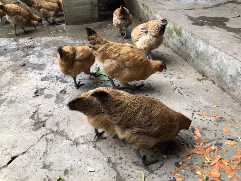 粮食鸡土鸡