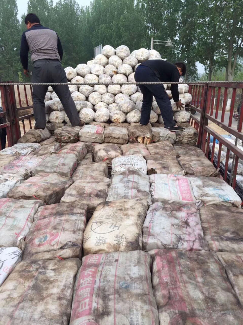 菌棒灵芝菌棒提供技术万亩基地量大从优惠