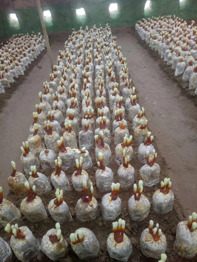 菌棒灵芝菌棒提供技术万亩基地量大从优惠