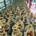 菌棒灵芝菌棒提供技术万亩基地量大从优惠