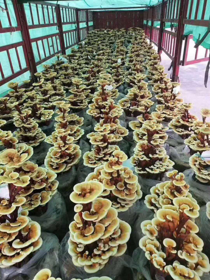 菌棒灵芝菌棒提供技术万亩基地量大从优惠